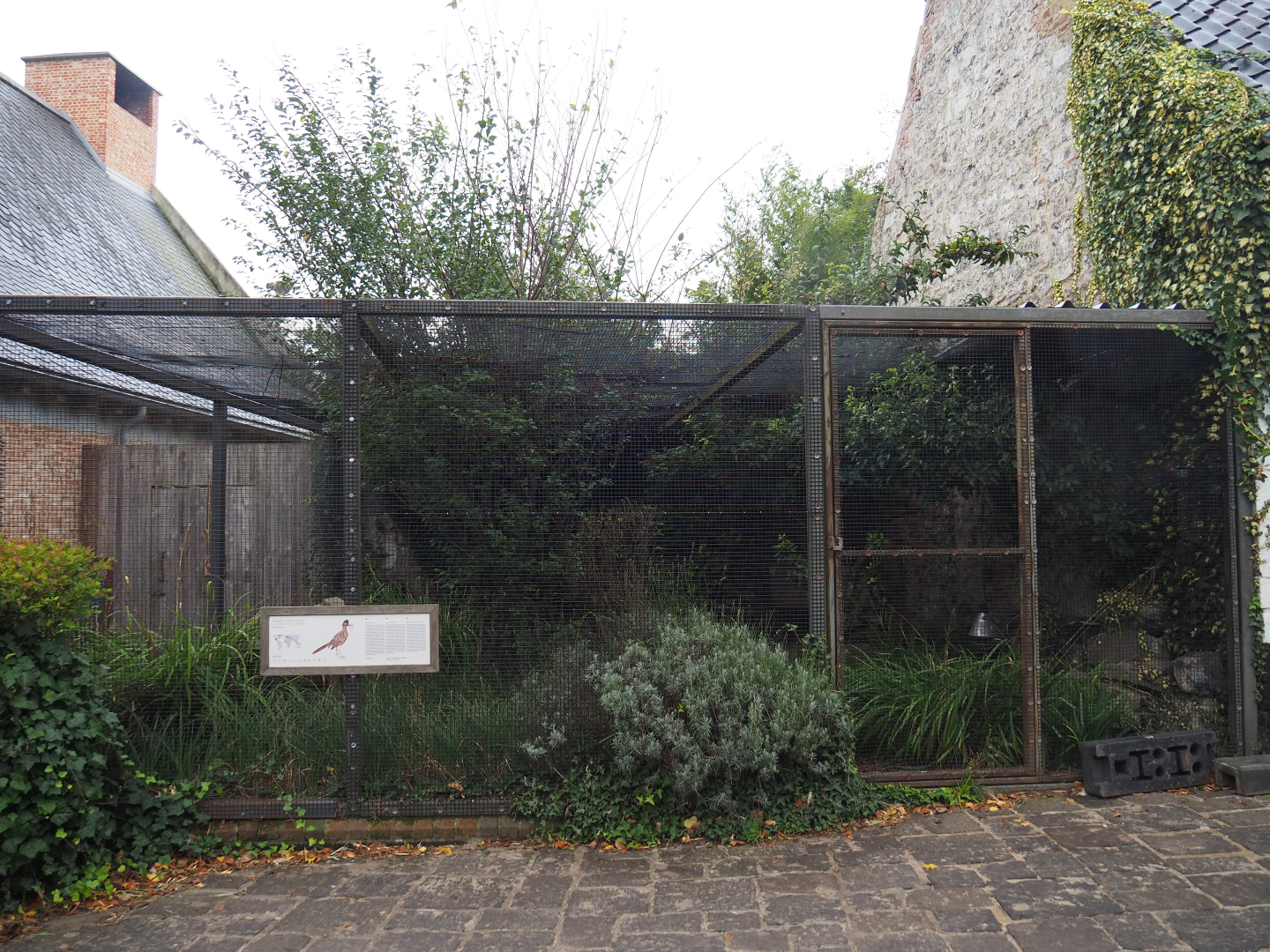 Greater roadrunner aviary, 2019-10-04