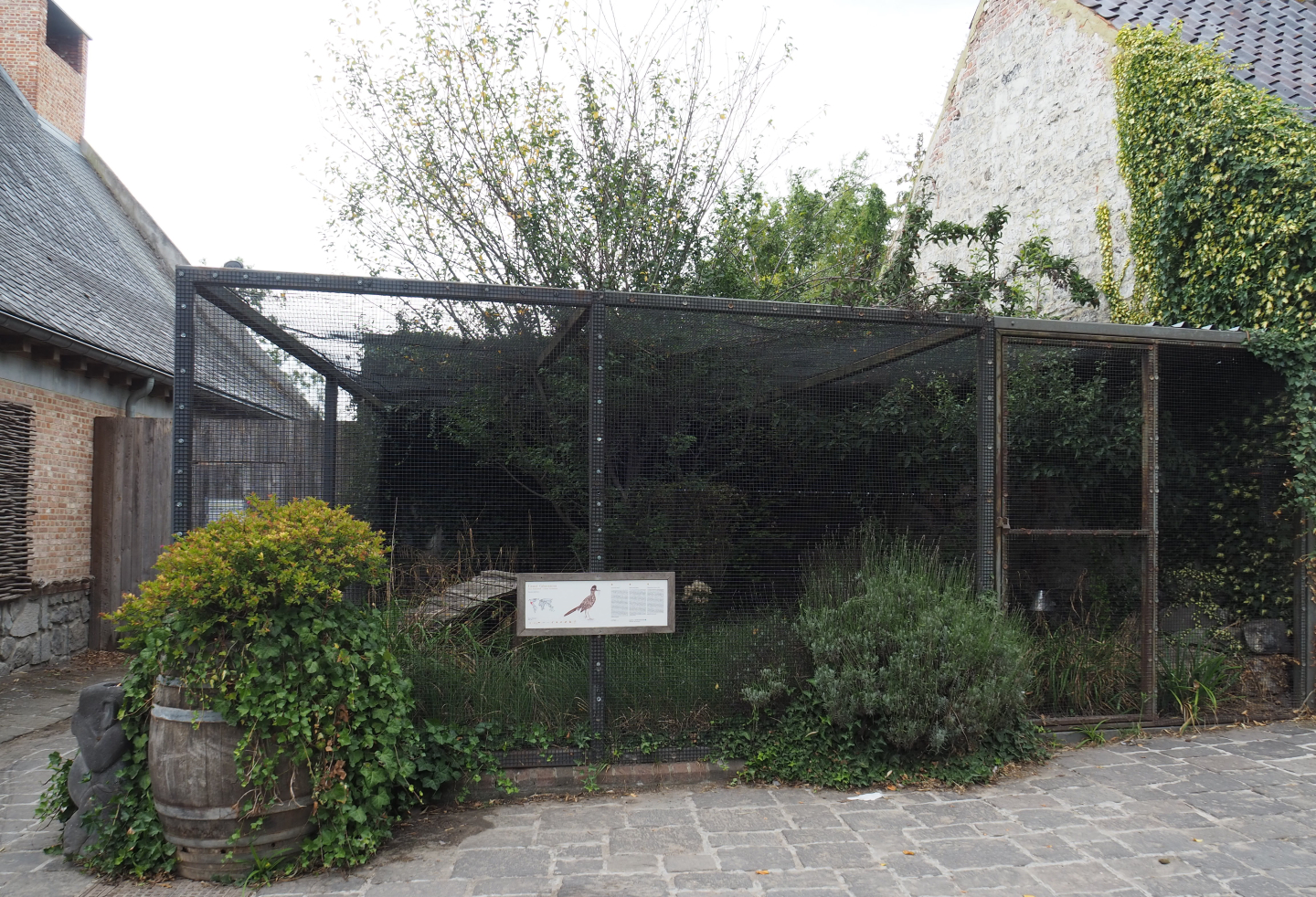 Greater roadrunner aviary, 2020-09-02