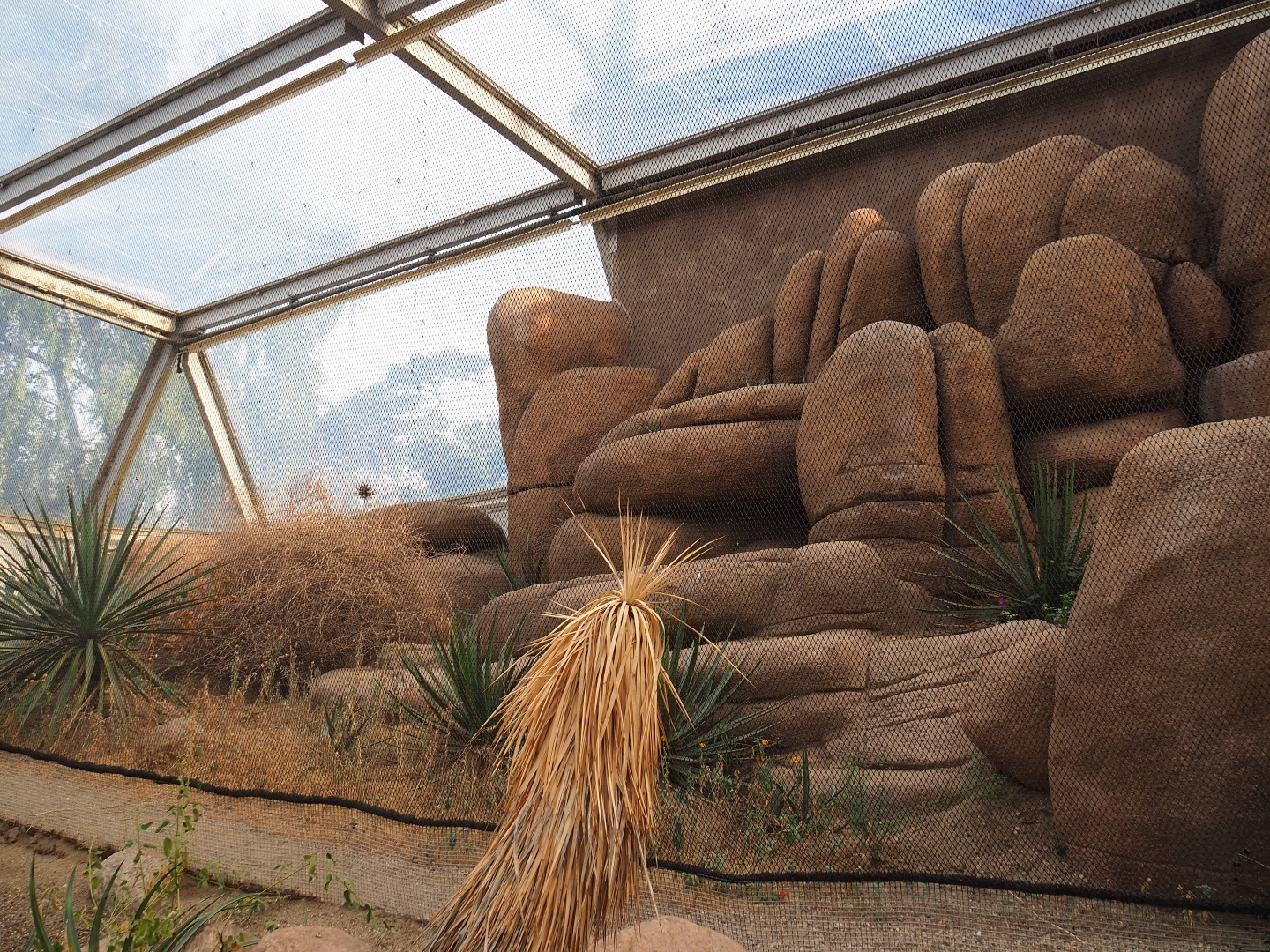 Greater roadrunner - Burrowing owl aviary (Sep 16th, 2018)