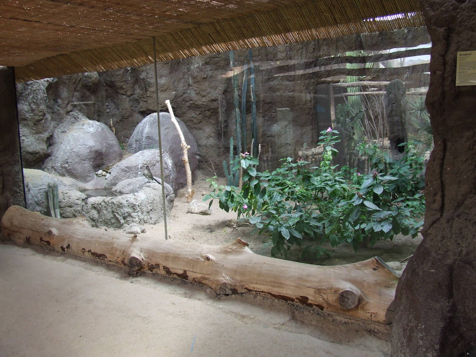 Greater Roadrunner & Burrowing Owl mixed exhibit, Oceanium