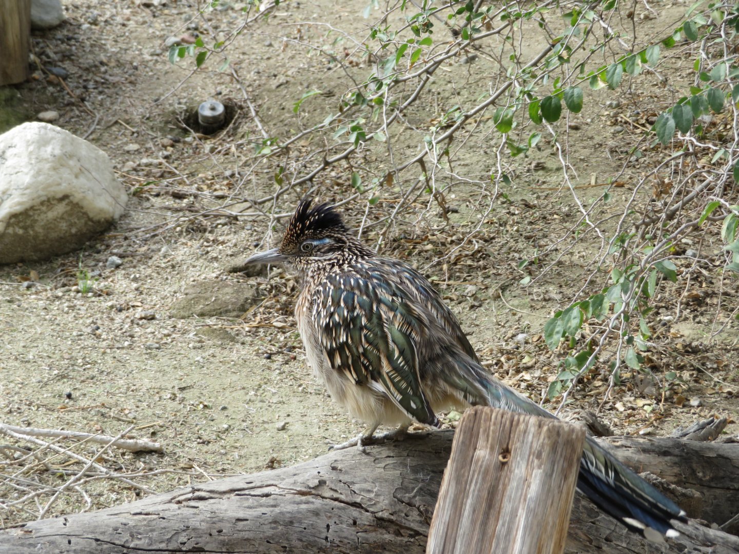 Greater Roadrunner (Captive)