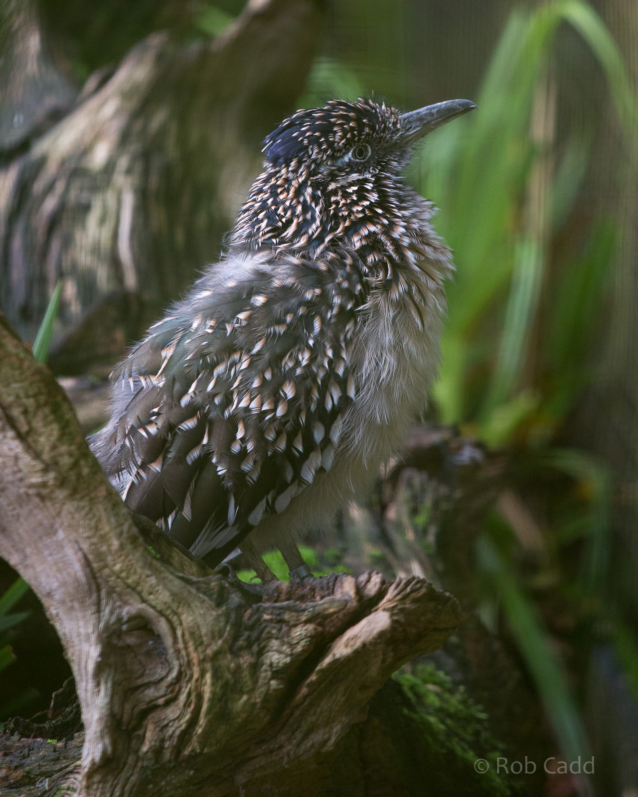 Greater roadrunner : Cotswold WP : 25 Oct 2014
