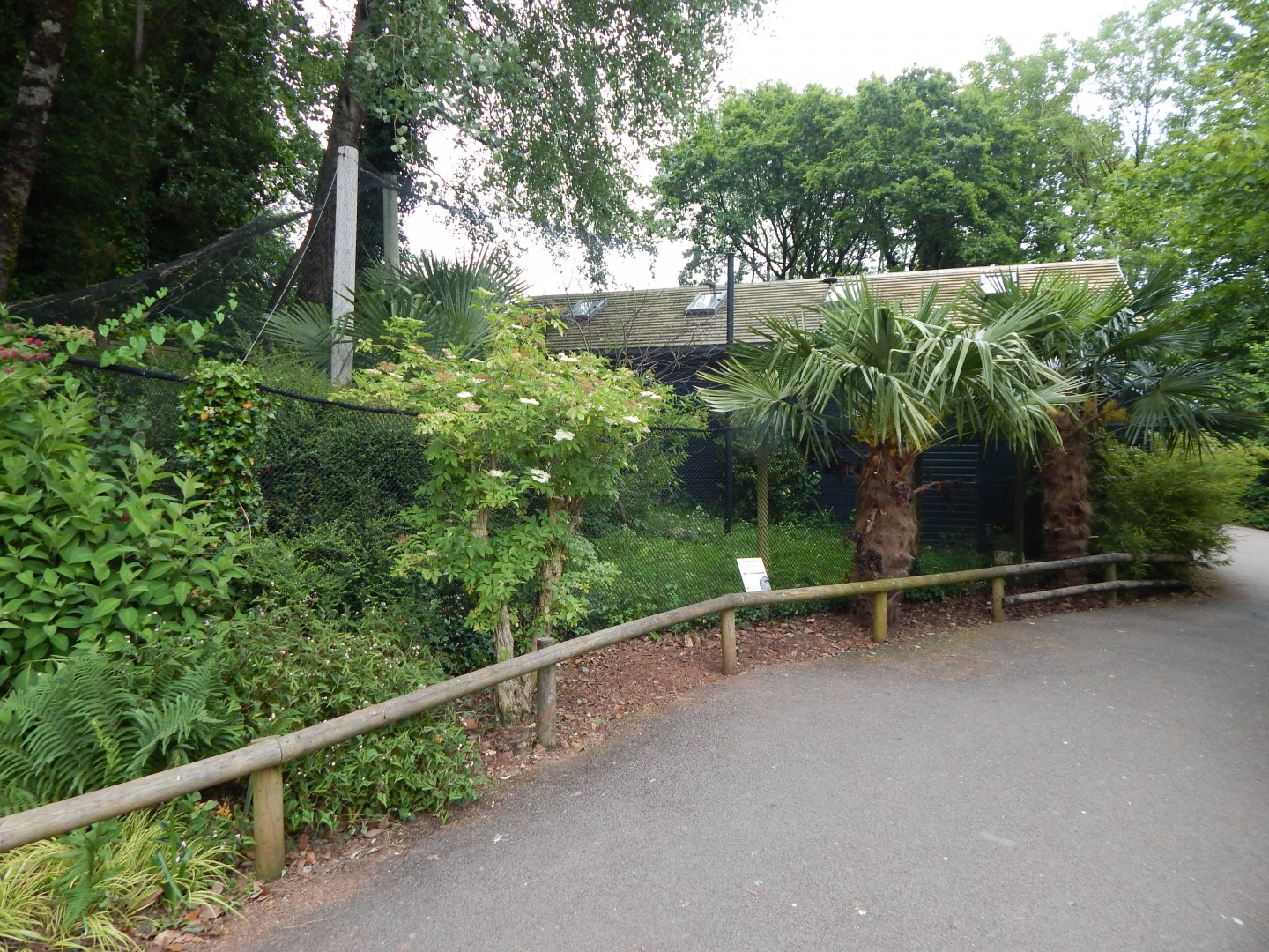 Greater roadrunner exhibit 130624