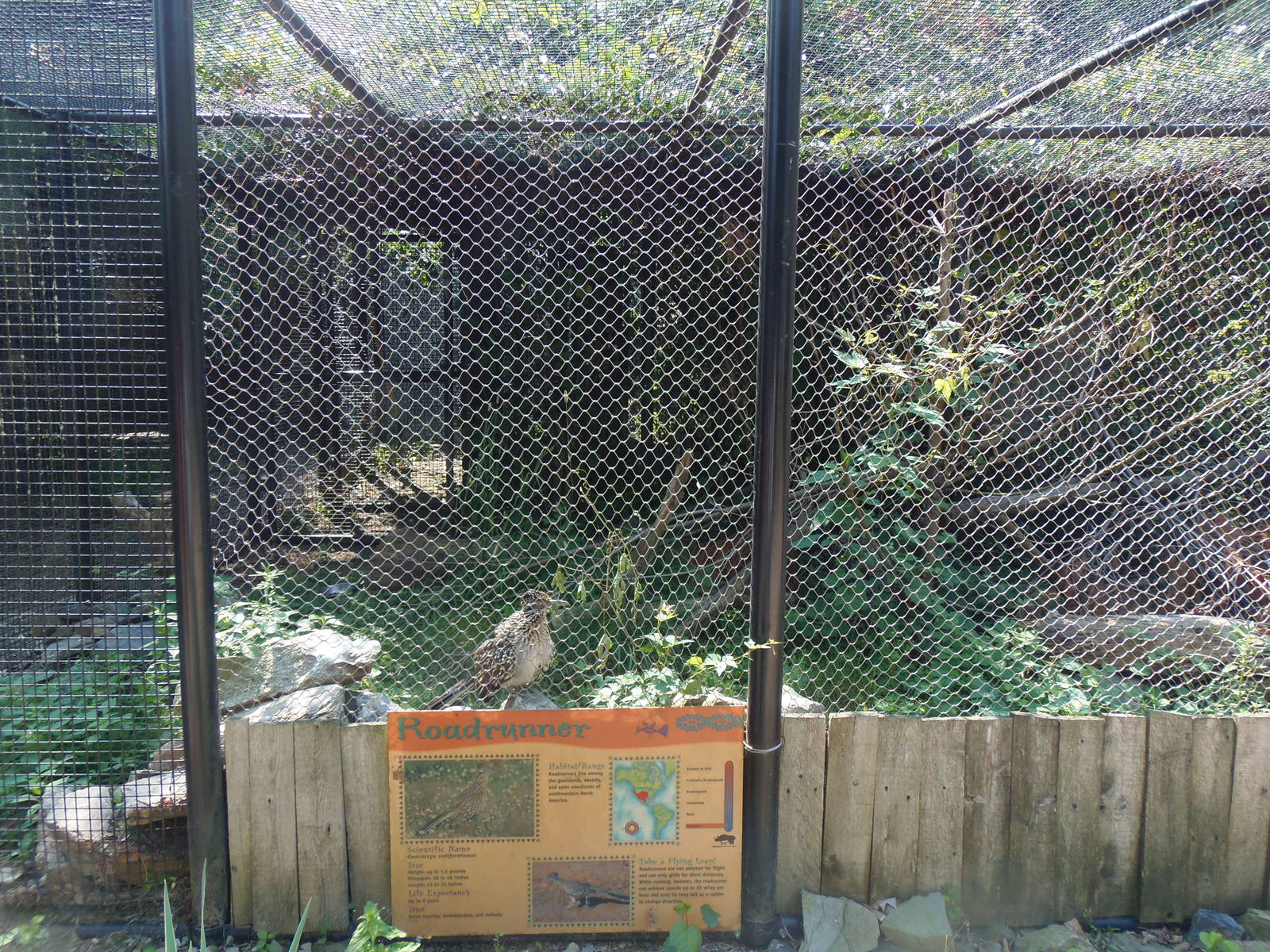 Greater Roadrunner Exhibit