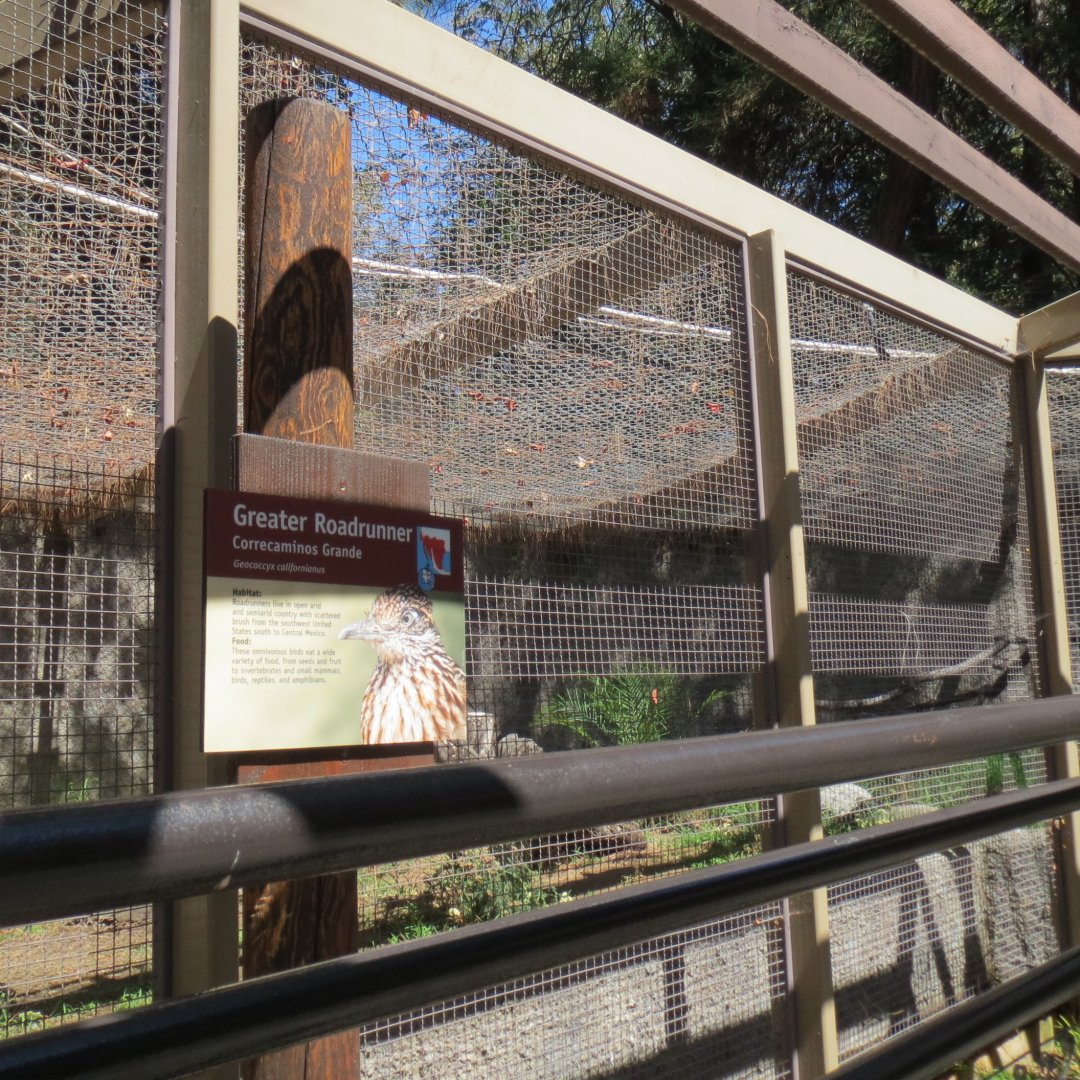 Greater Roadrunner Exhibit
