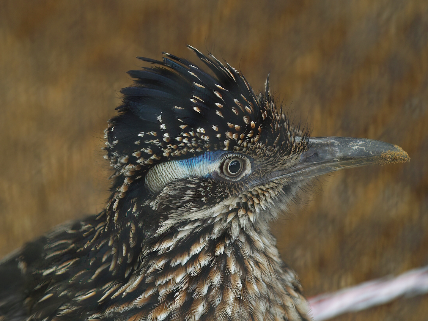 Greater roadrunner (Geococcyx californianus), 2008-08-01