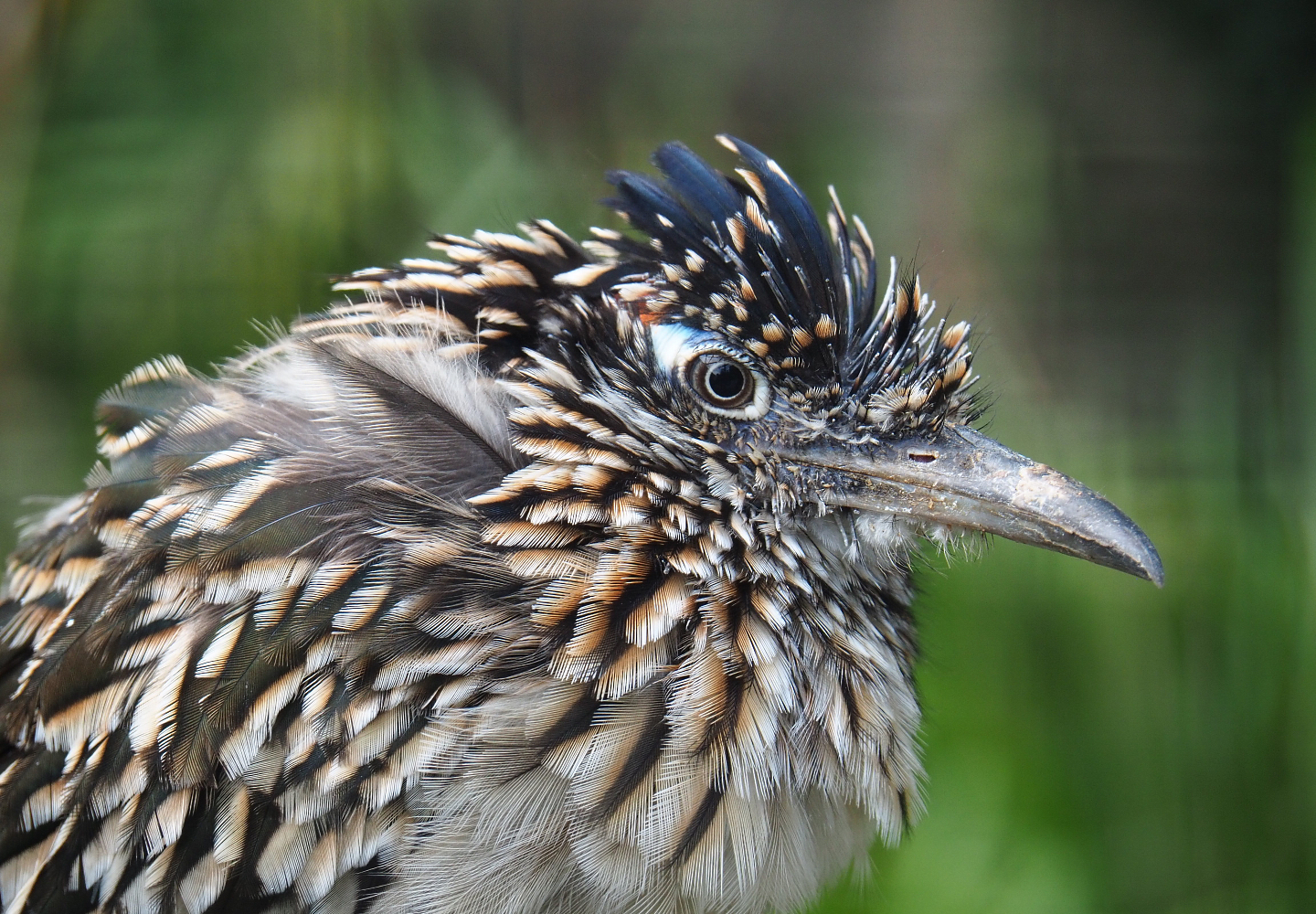 Greater roadrunner (Geococcyx californianus), 2019-10-05