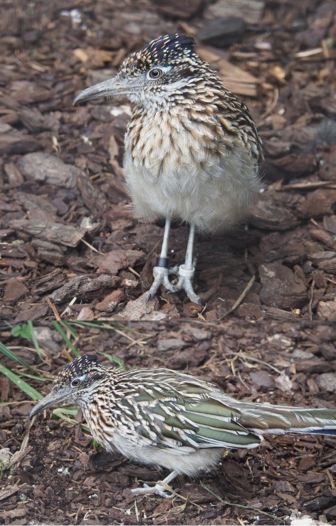 Greater roadrunner (Geococcyx californianus), 2020-09-02