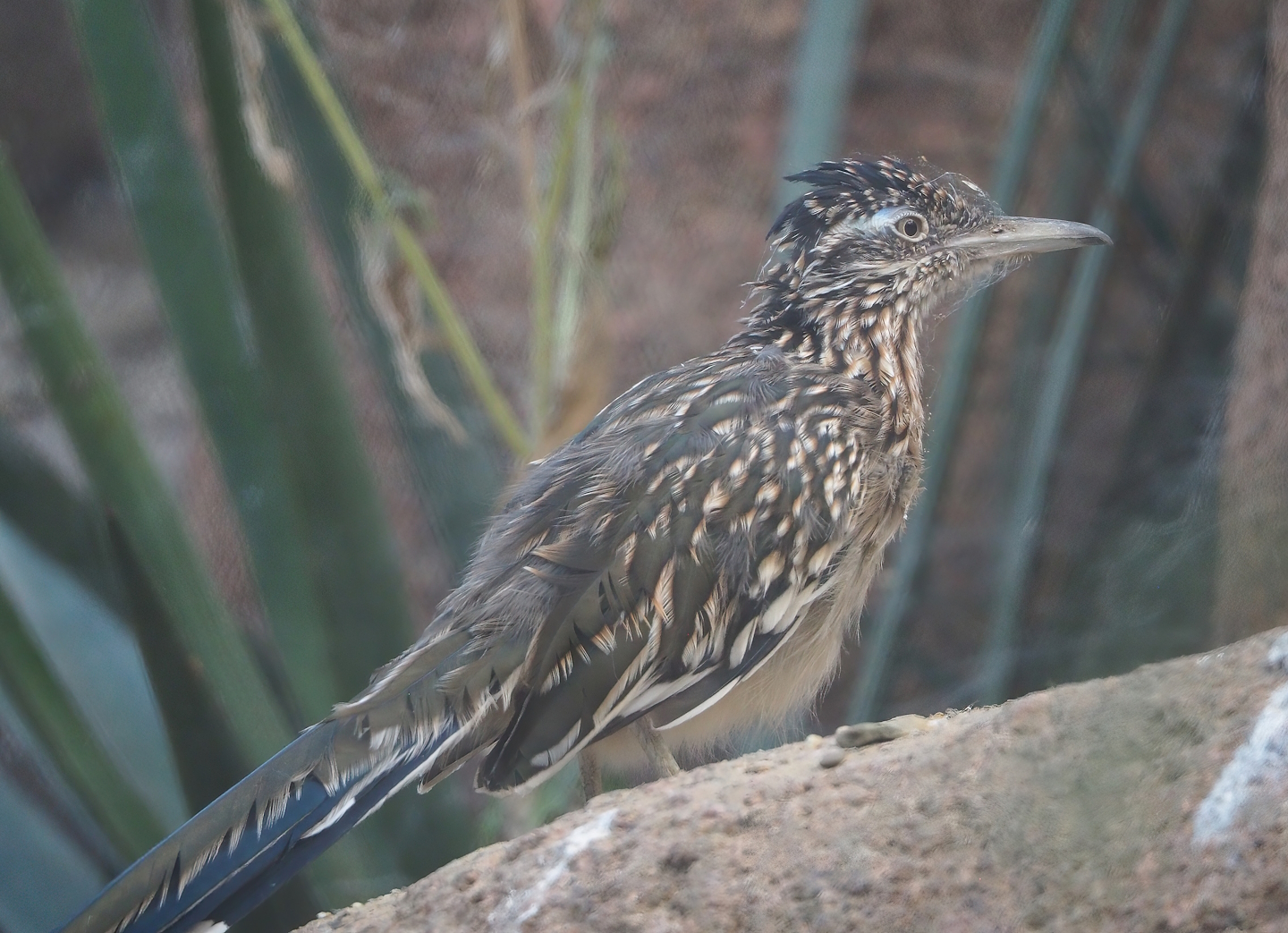 Greater roadrunner (Geococcyx californianus), 2023-10-07