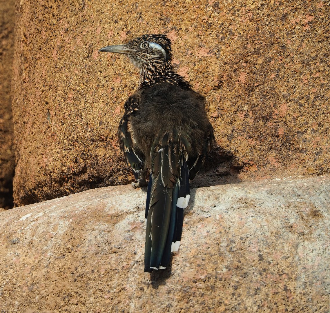 Greater roadrunner (Geococcyx californianus), 2023-10-07