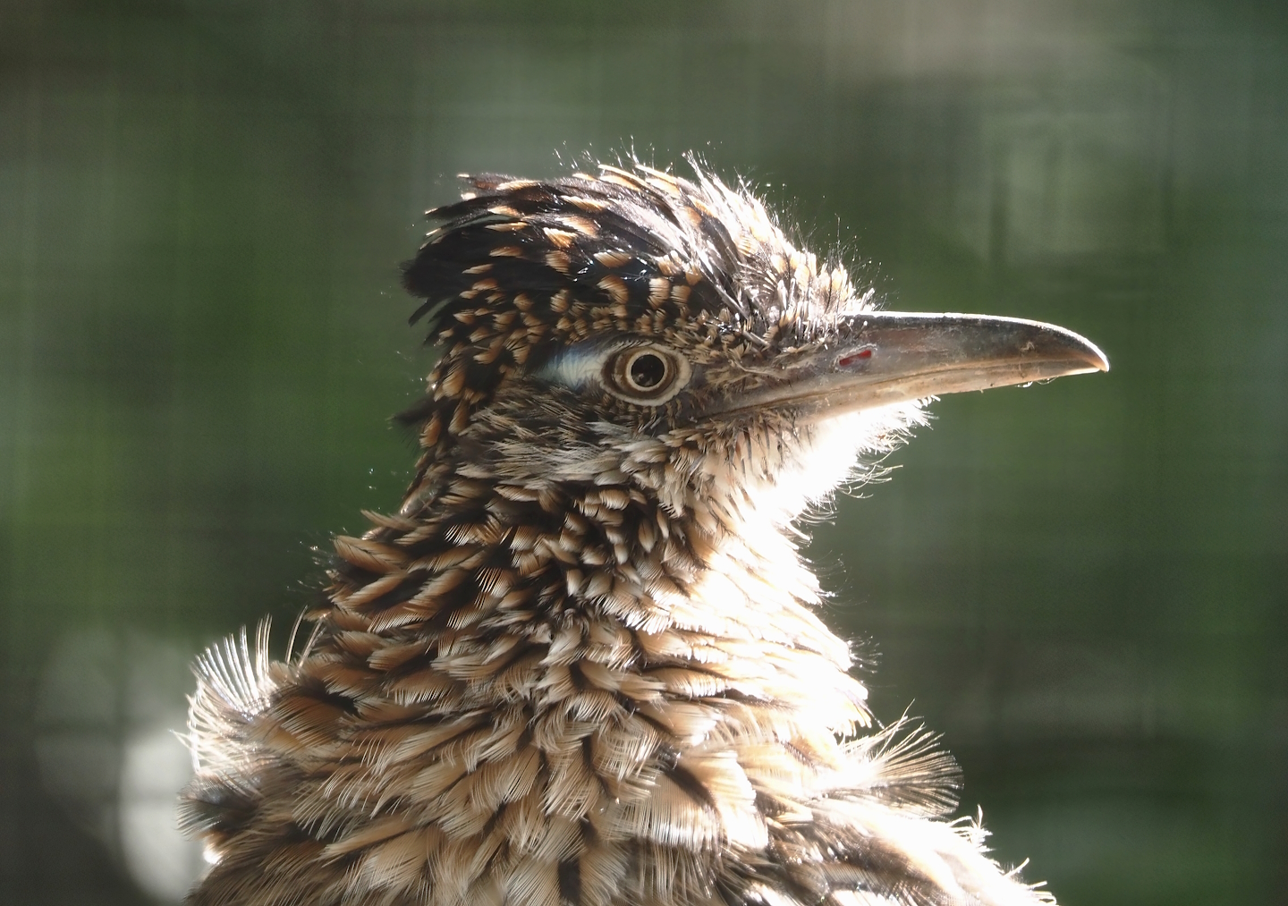 Greater roadrunner (Geococcyx californianus), 2024-09-17