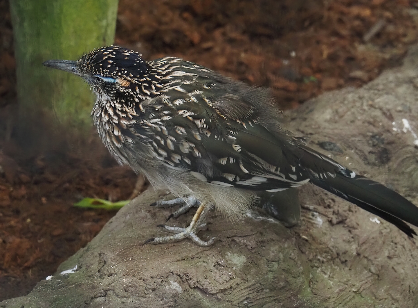 Greater roadrunner (Geococcyx californianus), 2024-09-17