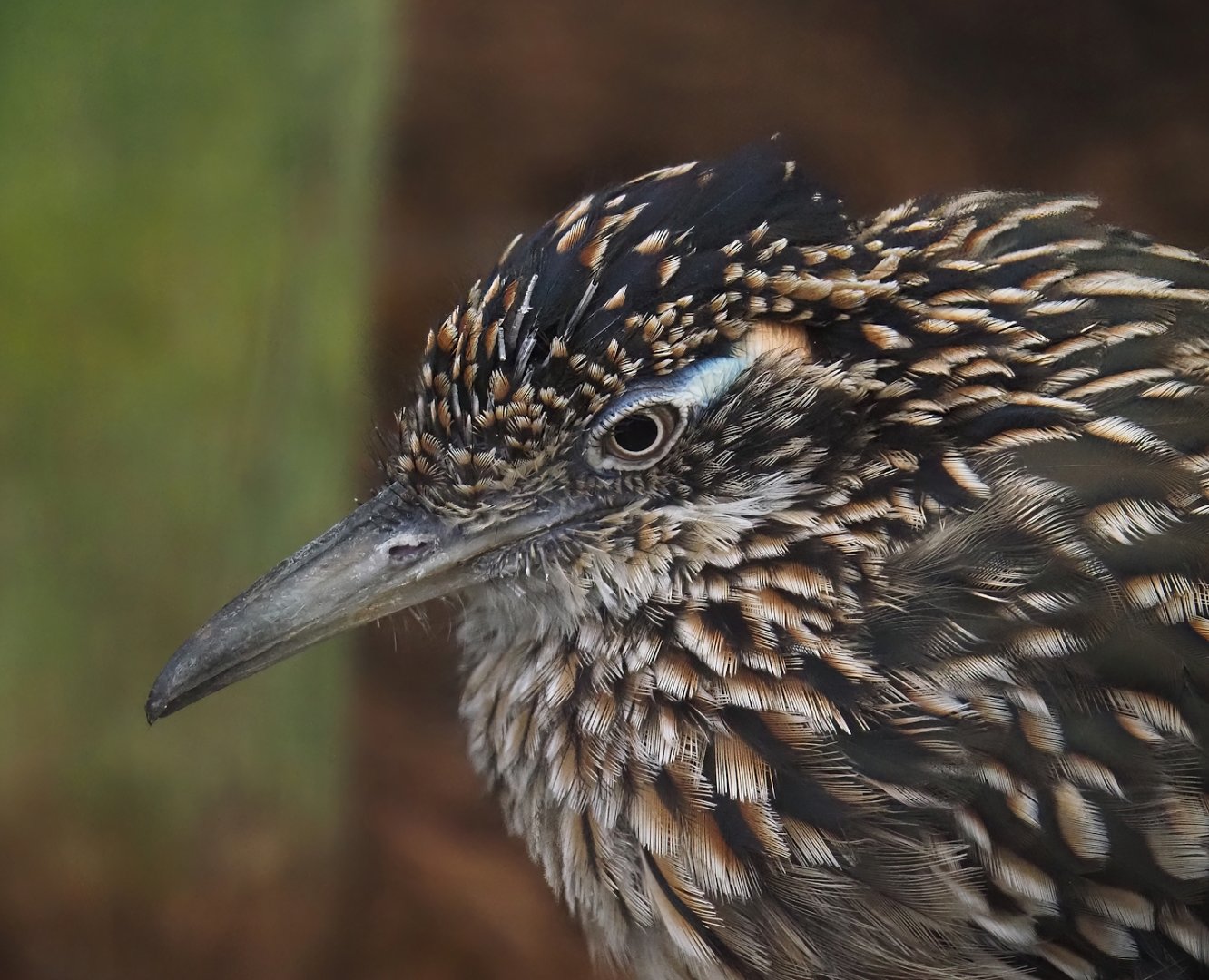 Greater roadrunner (Geococcyx californianus), 2024-09-17