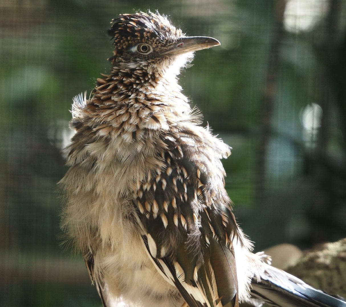 Greater roadrunner (Geococcyx californianus), 2024-09-17