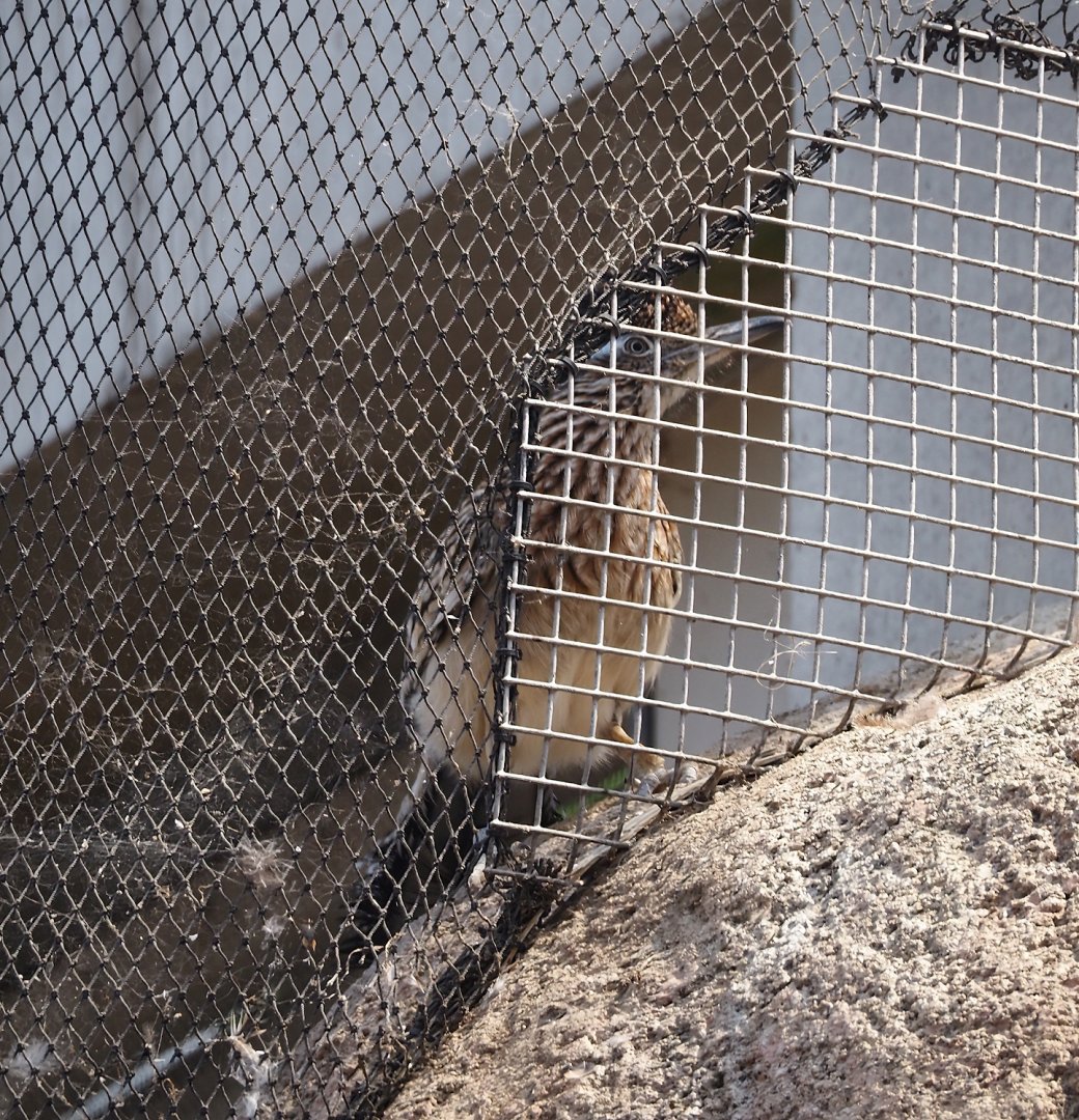 Greater roadrunner (Geococcyx californianus), 2025-05-17