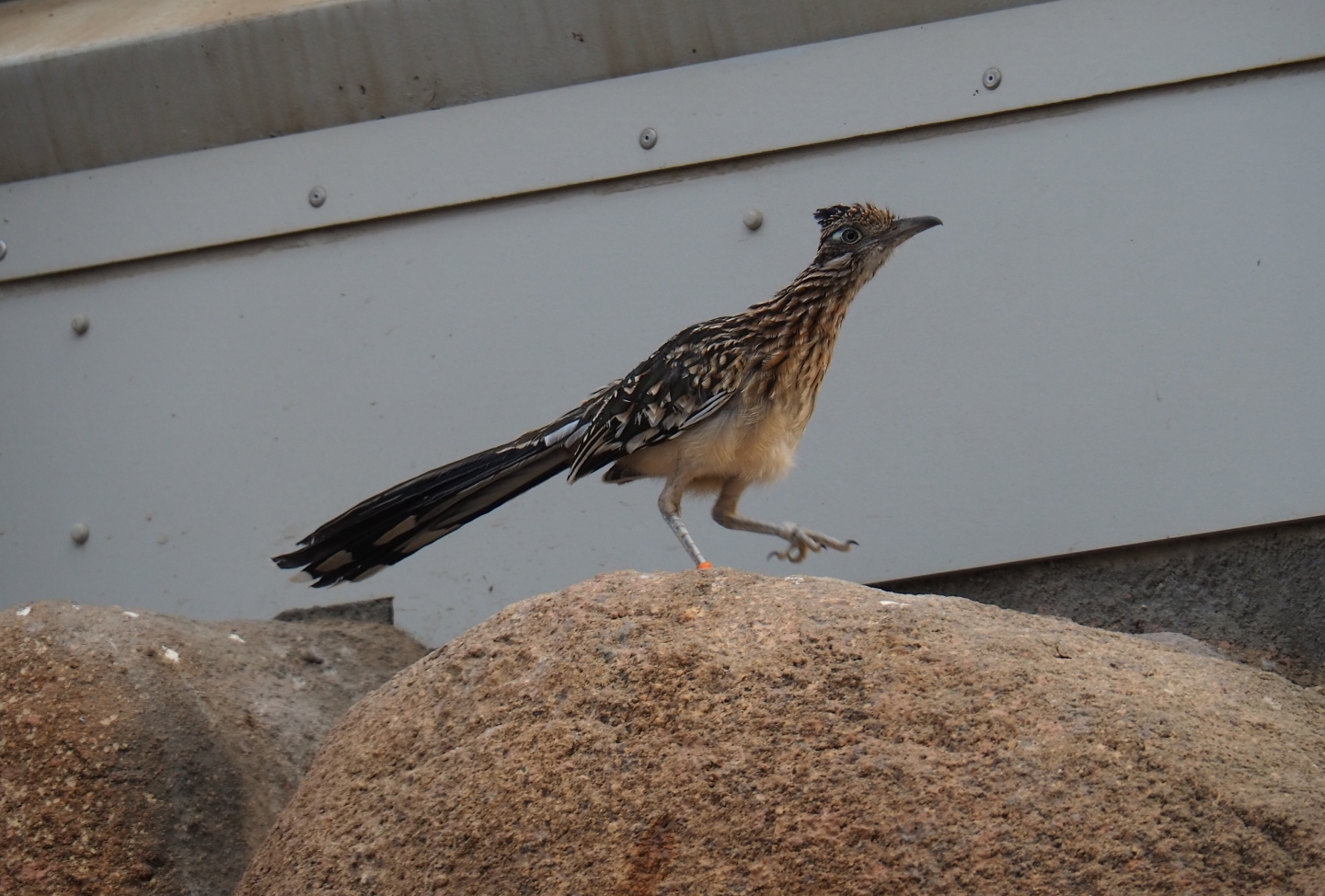 Greater roadrunner (Geococcyx californianus), Sep 16th, 2018
