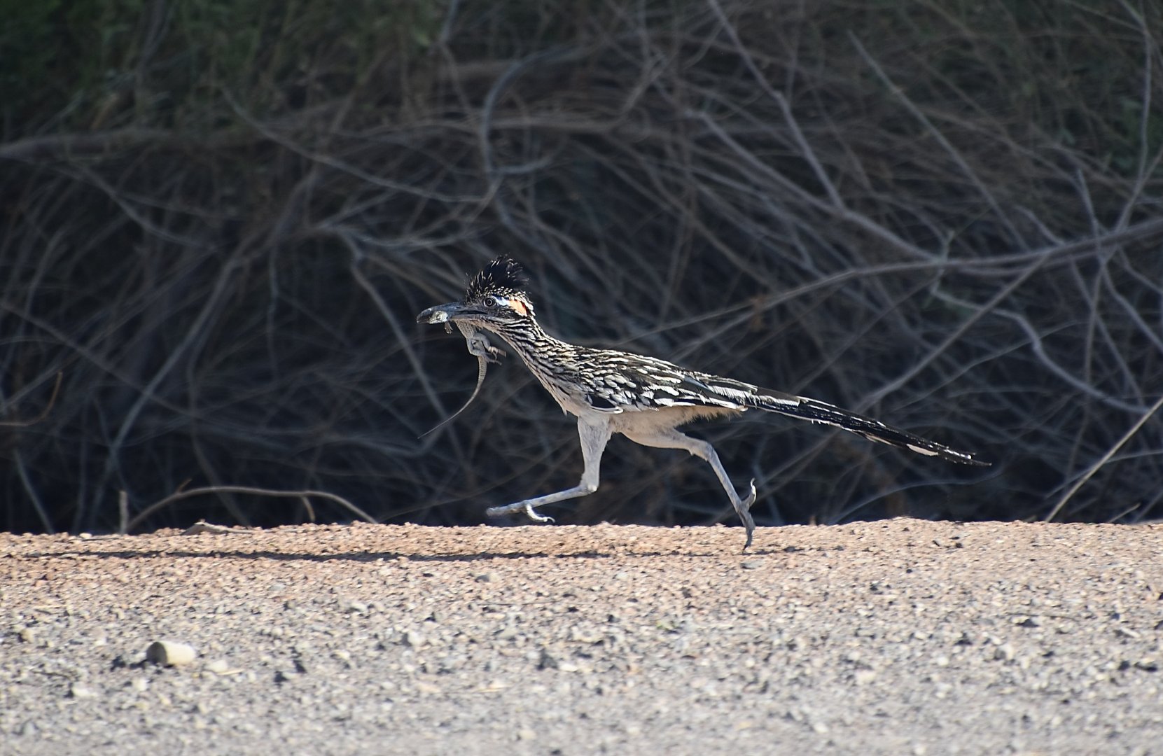 Greater Roadrunner (Geococcyx californianus) with lizard prey