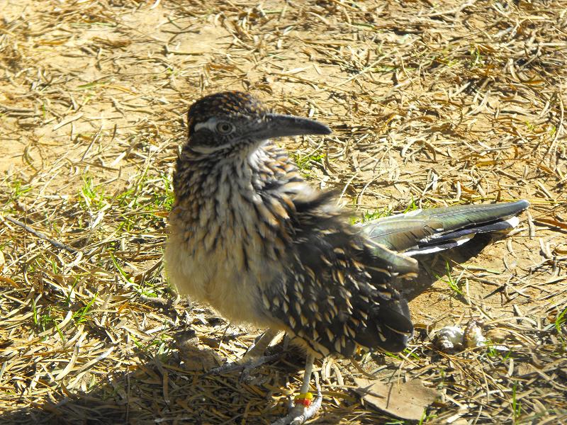 Greater Roadrunner (Geococcyx californianus)
