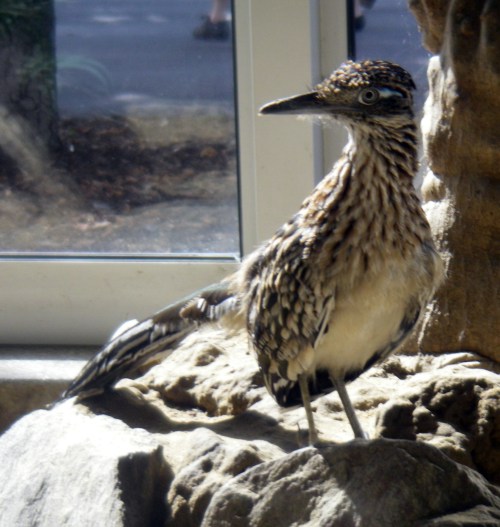 Greater Roadrunner (Geococcyx californianus)
