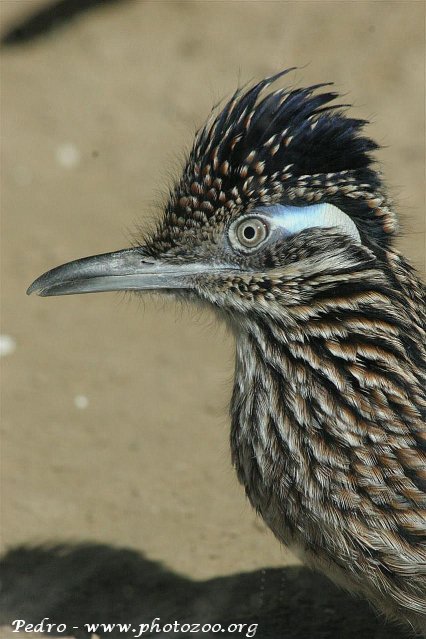 Greater roadrunner (Geococcyx californianus)