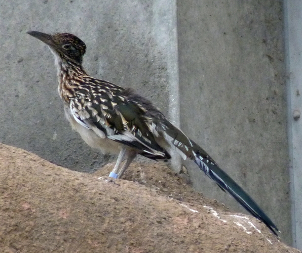 Greater roadrunner (Geococcyx californianus)