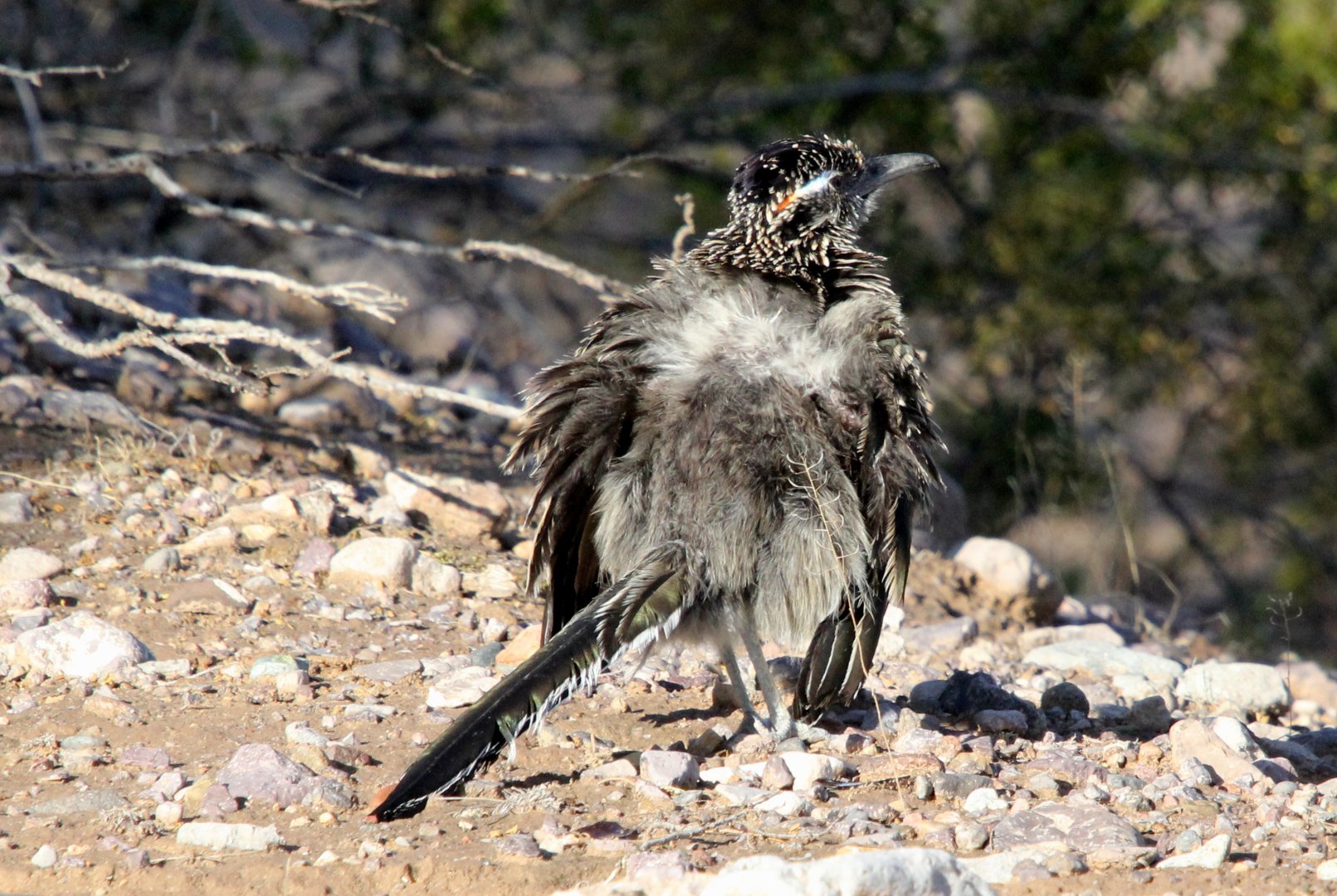 greater roadrunner (Geococcyx californianus)