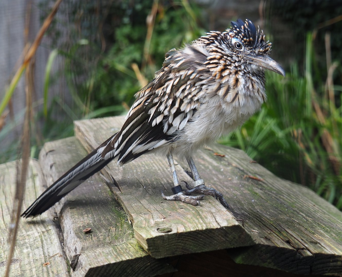 Greater roadrunner (Geococcyx californianus)