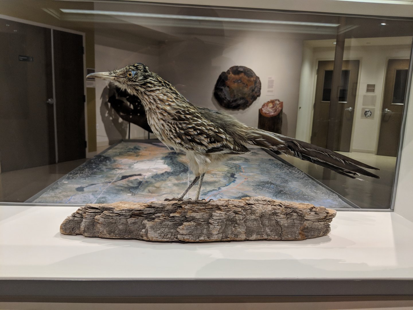 Greater roadrunner (Geococcyx californianus)