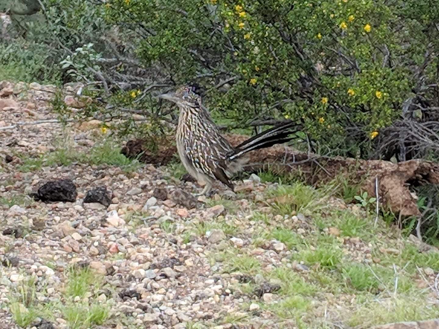 Greater roadrunner (Geococcyx californianus)