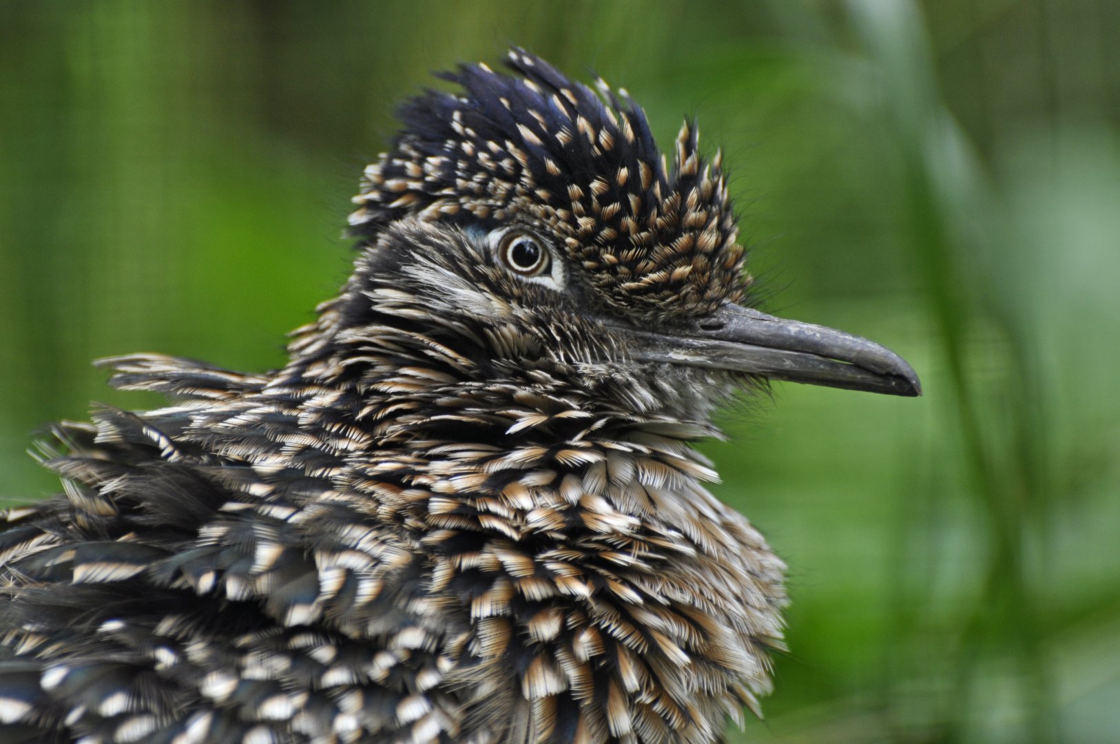 Greater roadrunner (Geococcyx californianus)