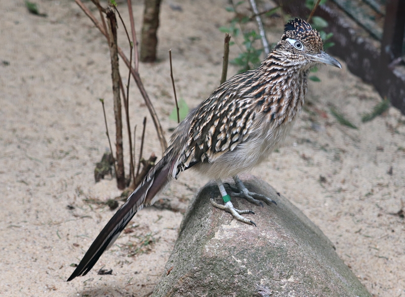 Greater roadrunner (Geococcyx californianus)