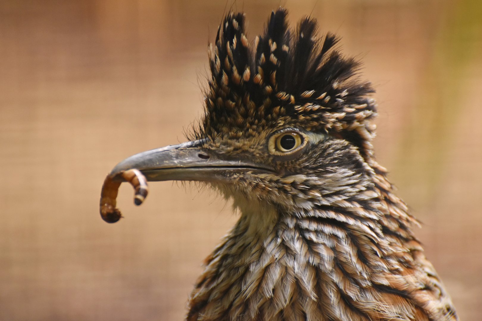 Greater Roadrunner Geococcyx californianus