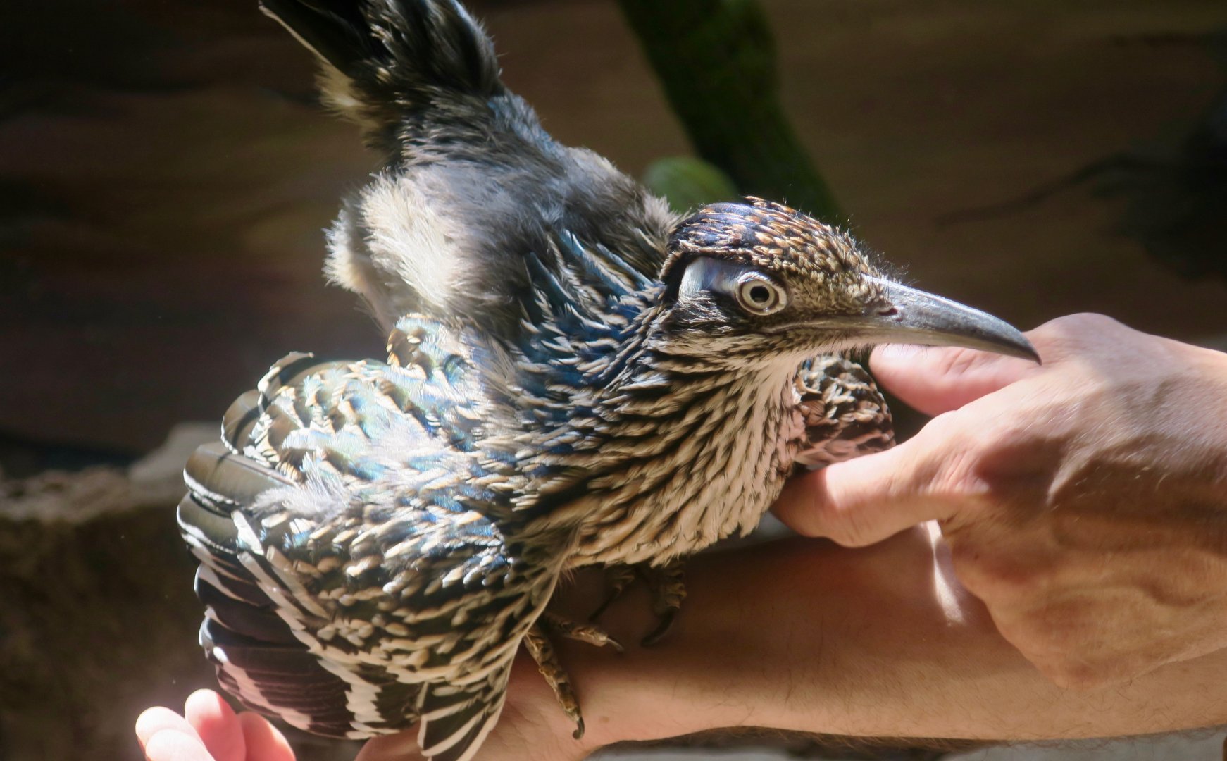 Greater Roadrunner (Geococcyx californianus)