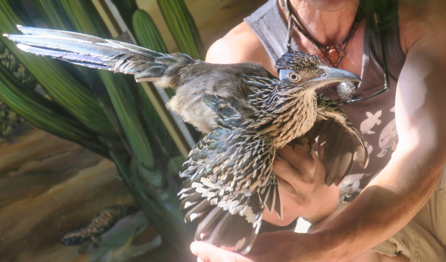 Greater Roadrunner (Geococcyx californianus)