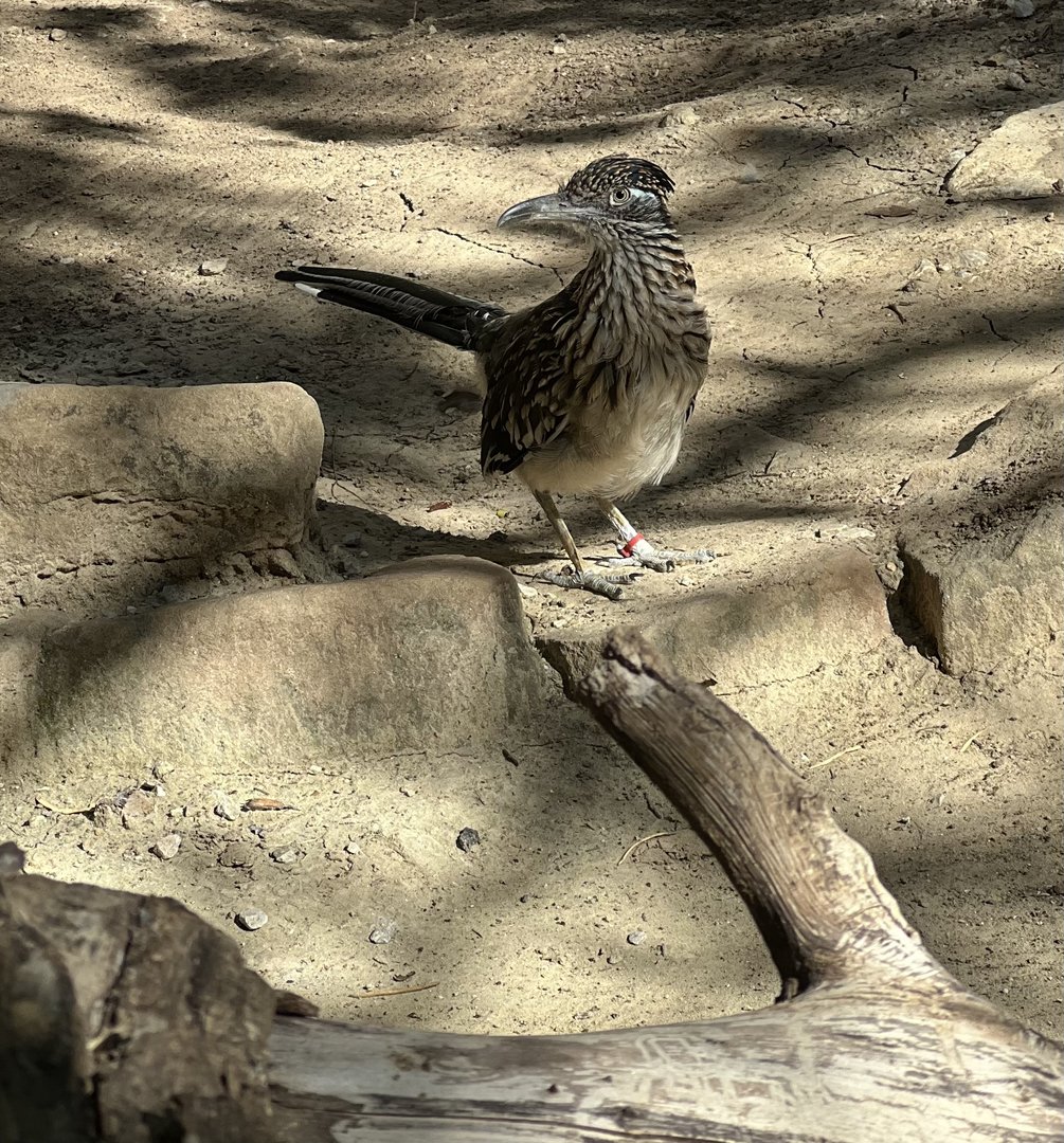 Greater Roadrunner (Geococcyx californianus)