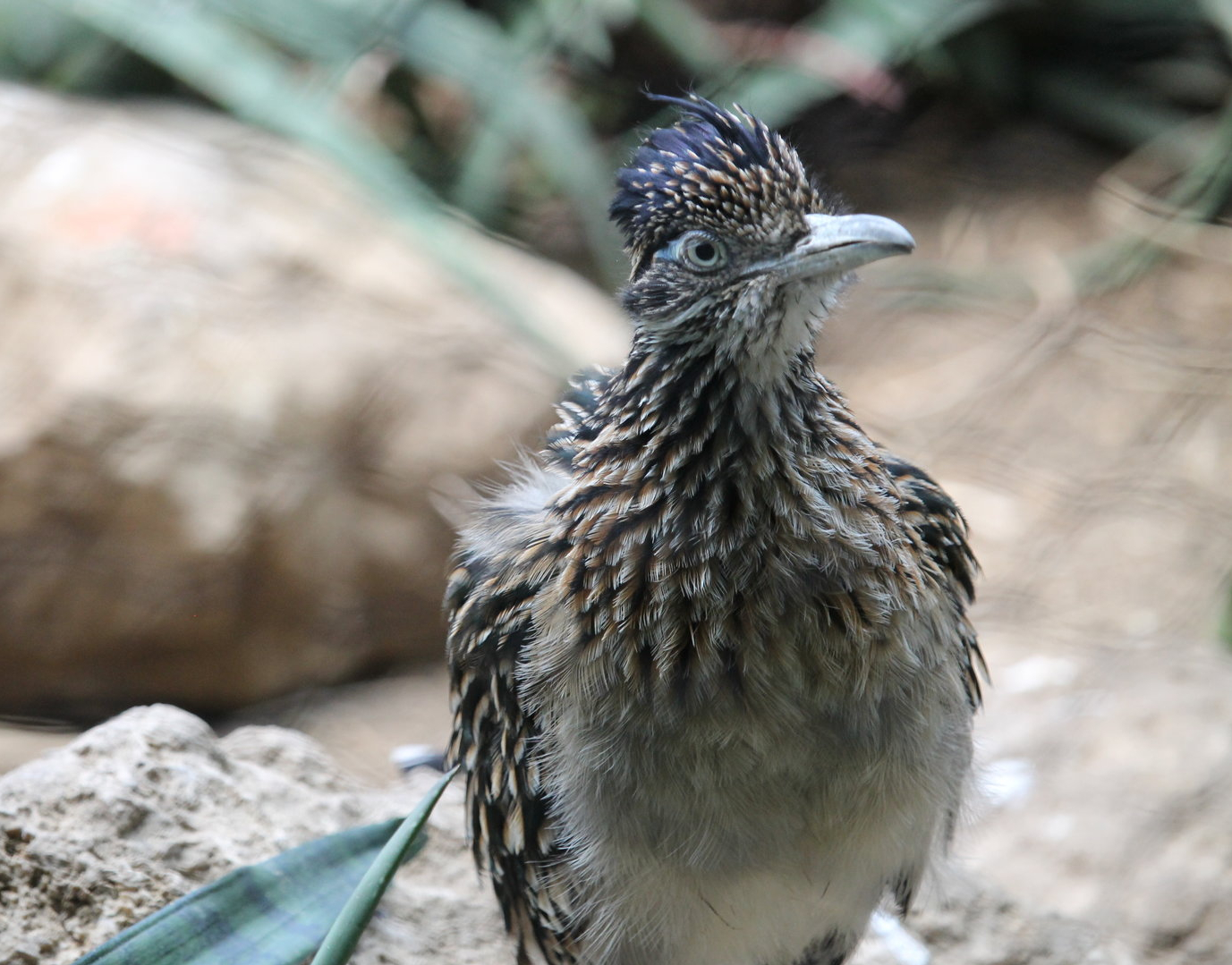 Greater Roadrunner (Geococcyx californianus)