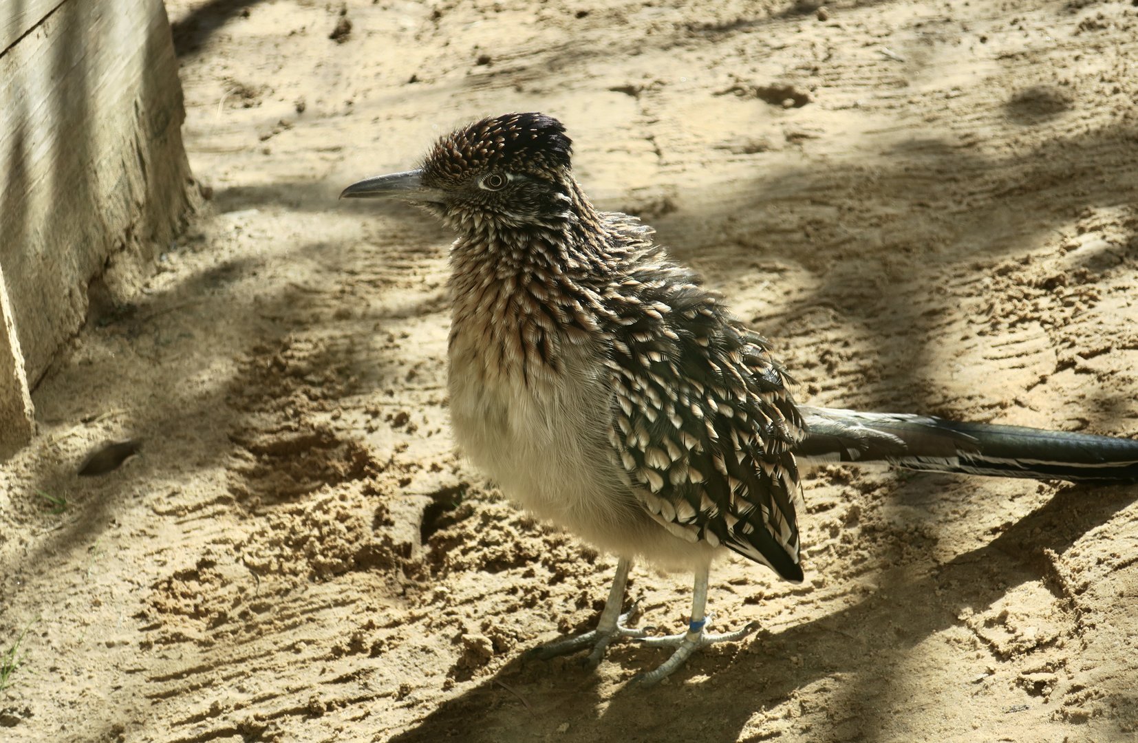 Greater Roadrunner (Geococcyx californianus)