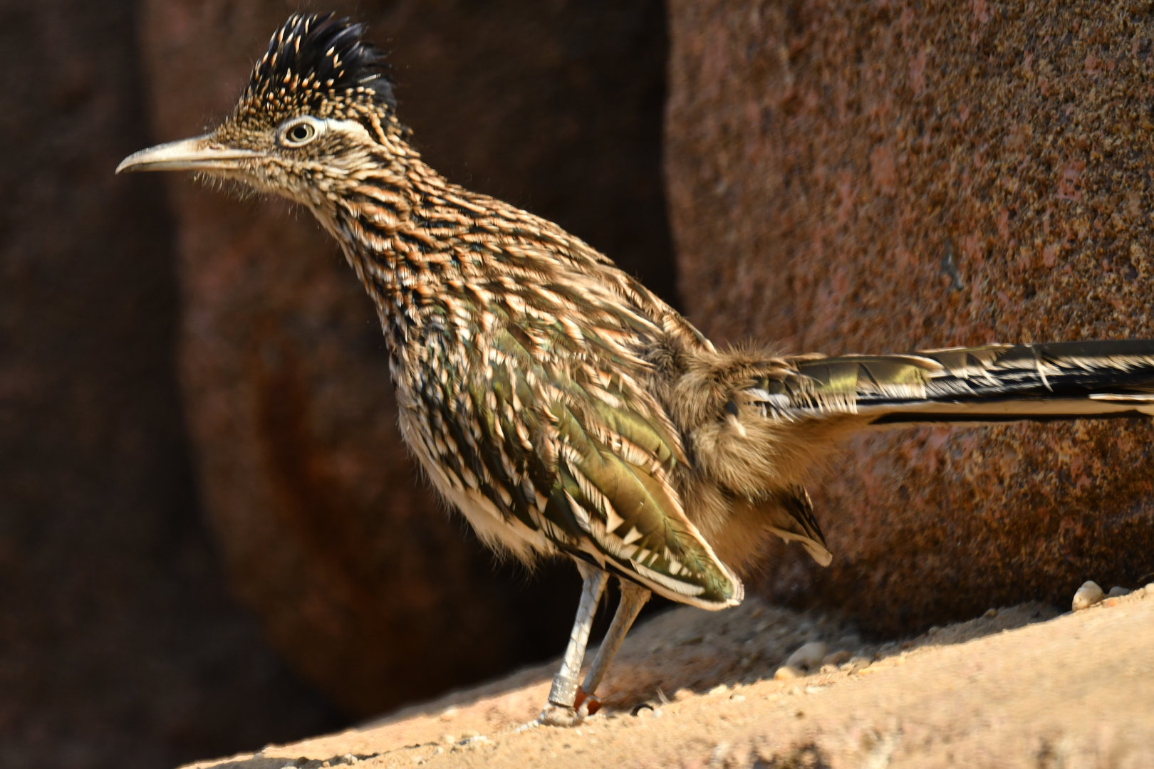 Greater Roadrunner Geococcyx californianus