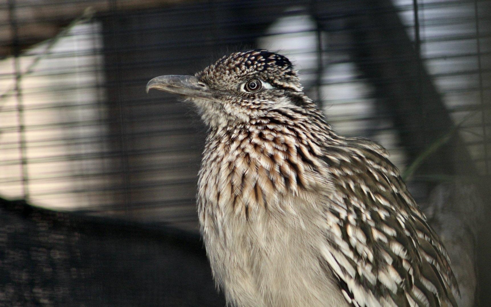 Greater Roadrunner (Geococcyx californianus)