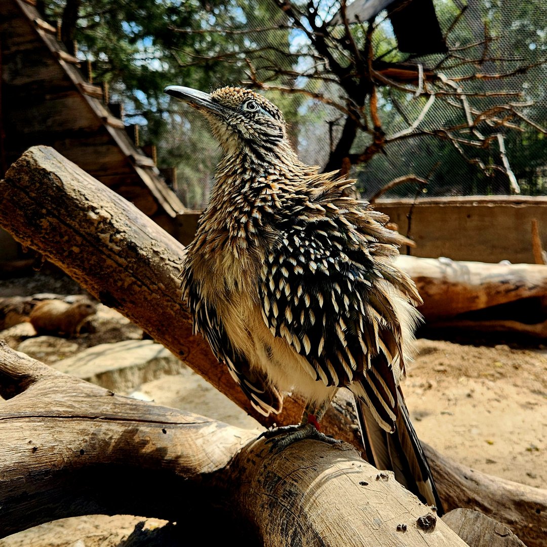 Greater Roadrunner (Geococcyx californianus)