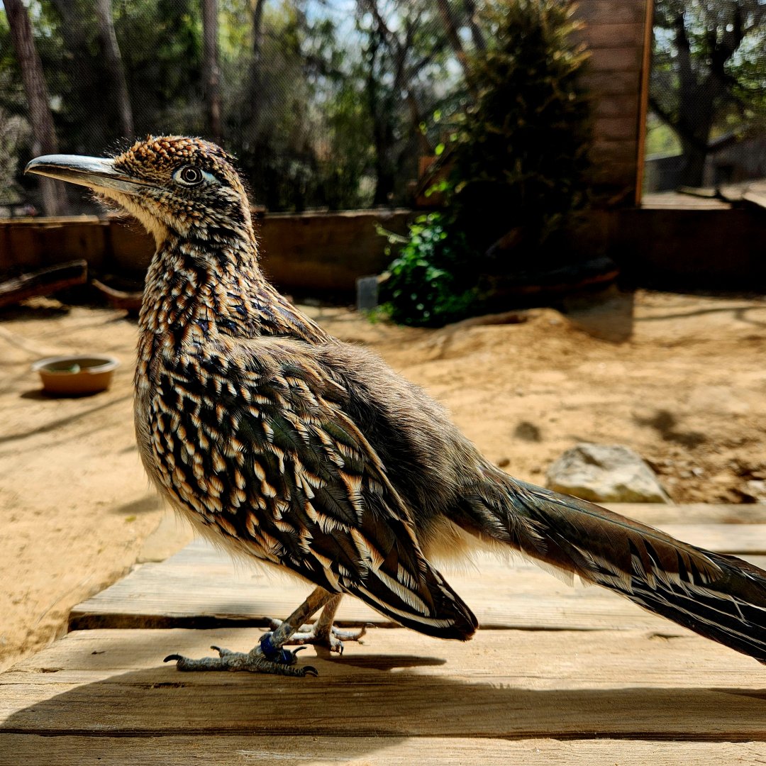 Greater Roadrunner (Geococcyx californianus)