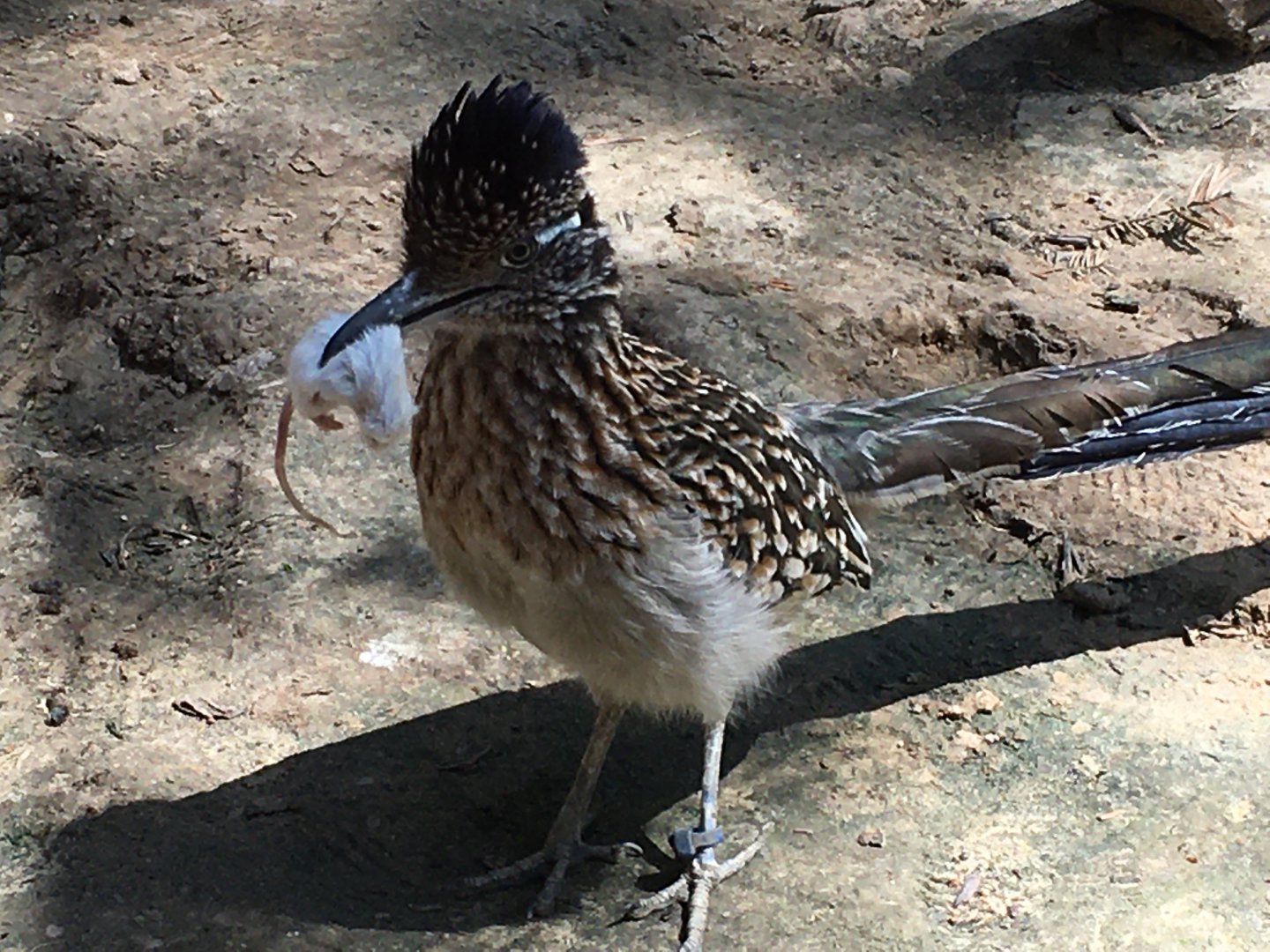 Greater Roadrunner (Geococcyx californianus)