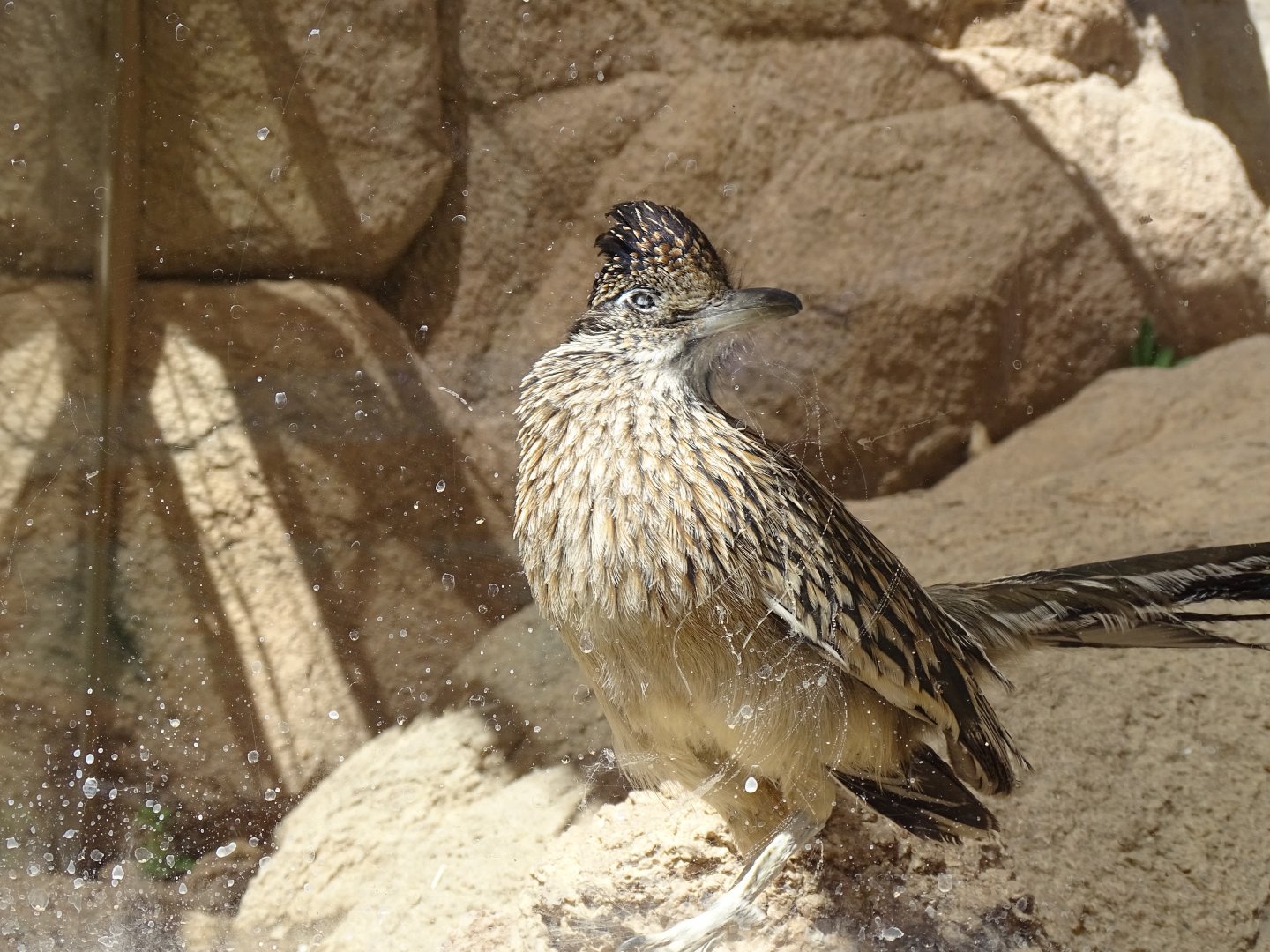 Greater roadrunner (Geococcyx californianus)