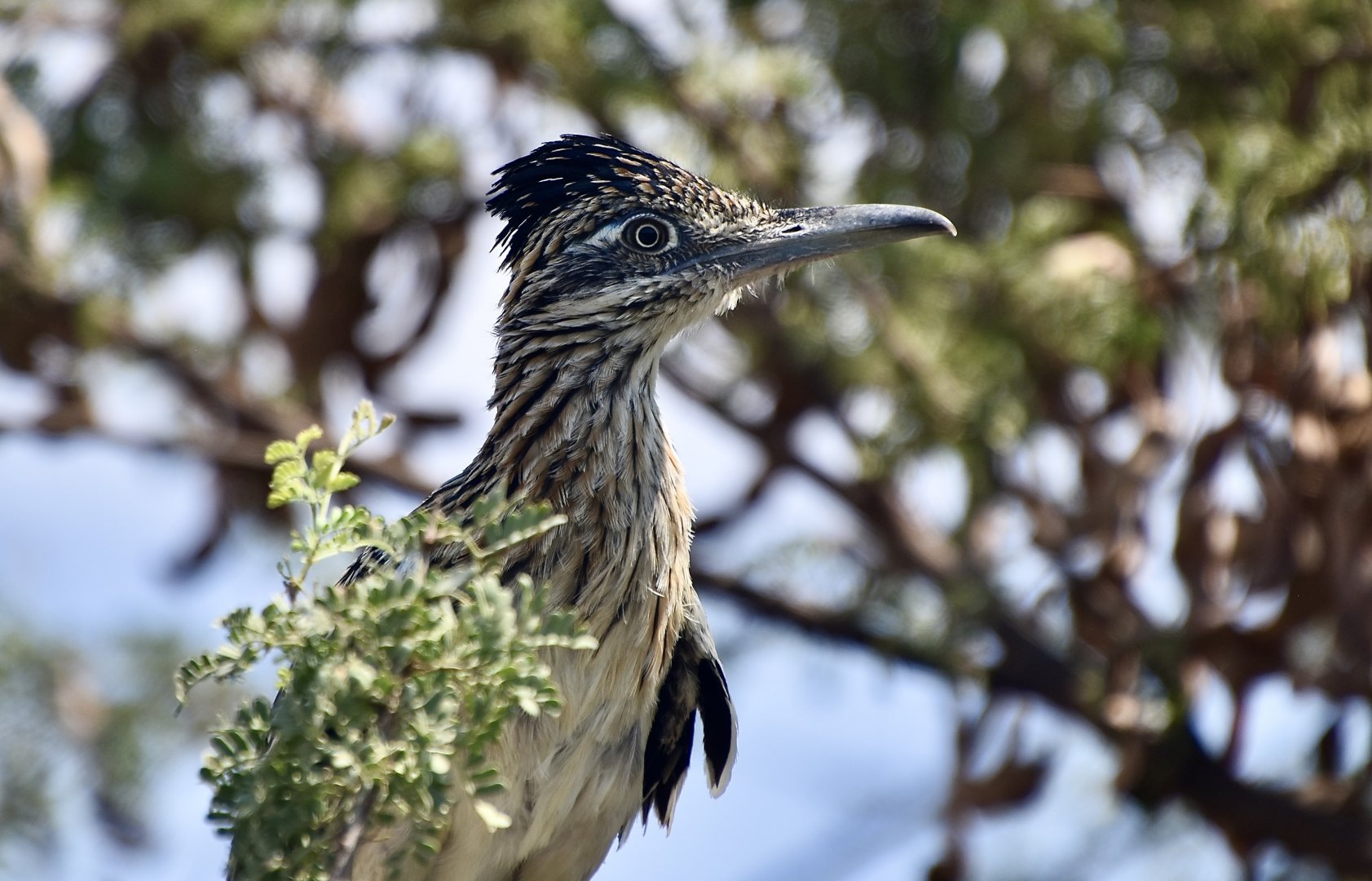 Greater Roadrunner (Geococcyx californianus)