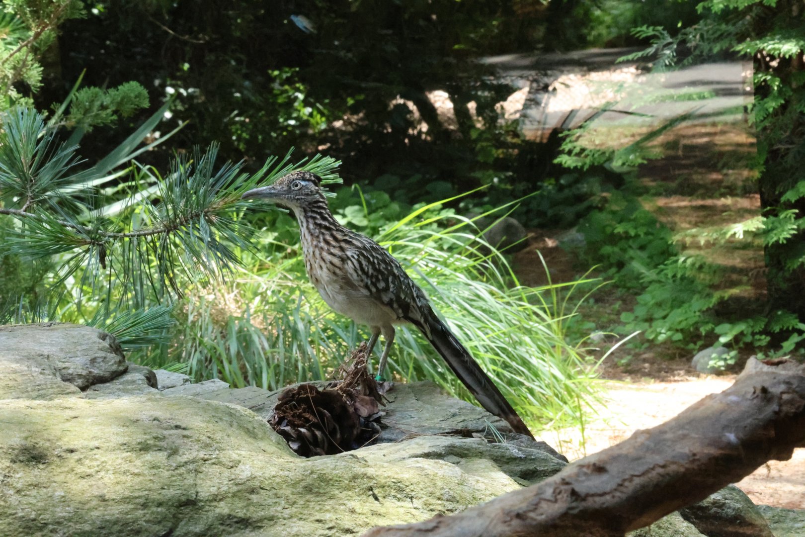 Greater roadrunner (Geococcyx californianus)