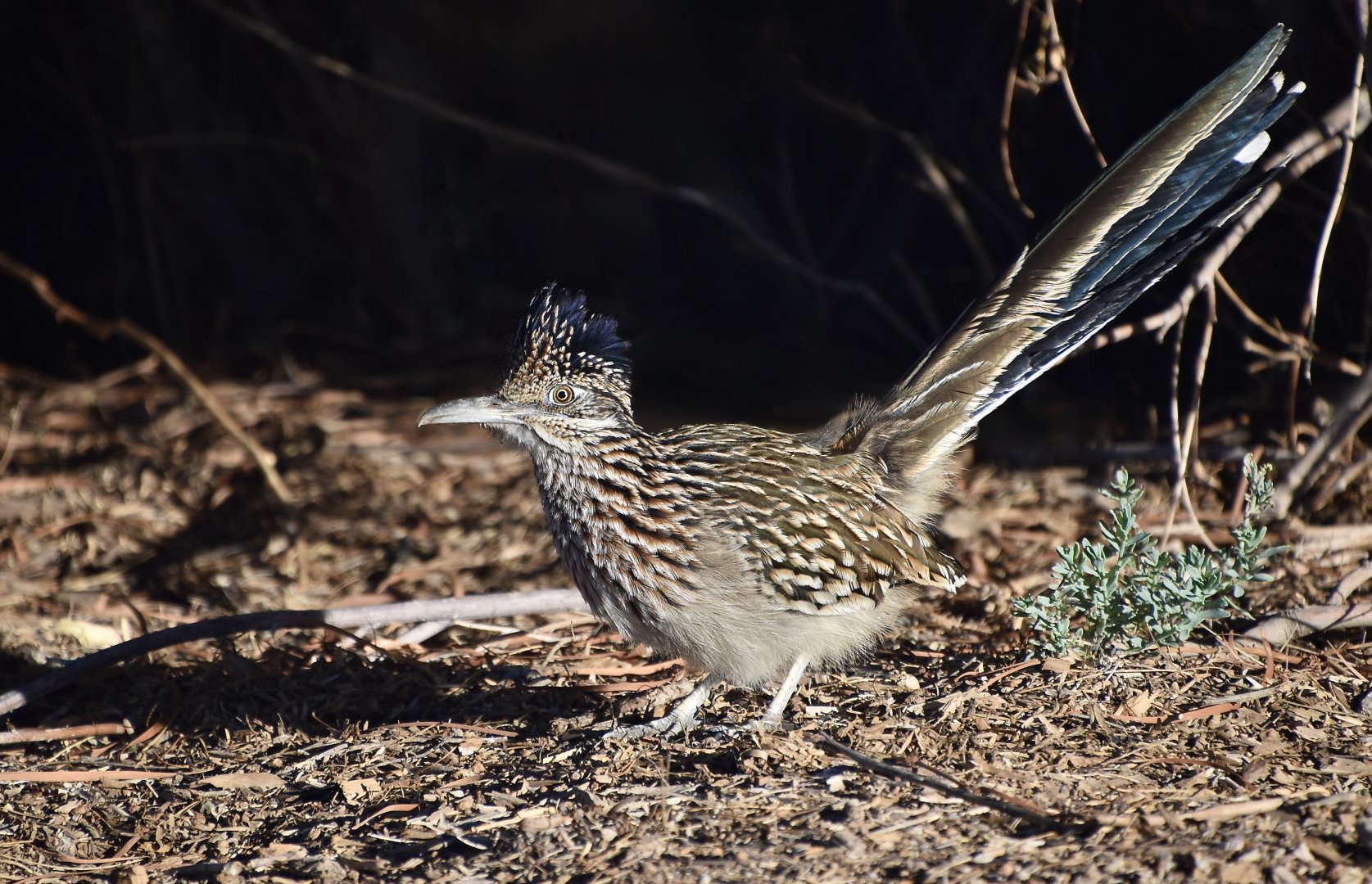 Greater Roadrunner (Geococcyx californianus)