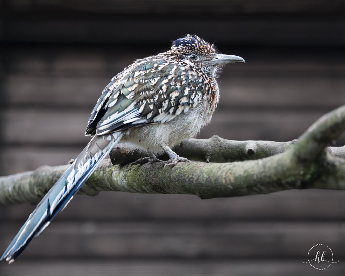 Greater Roadrunner / Hamerton / 22-1-25