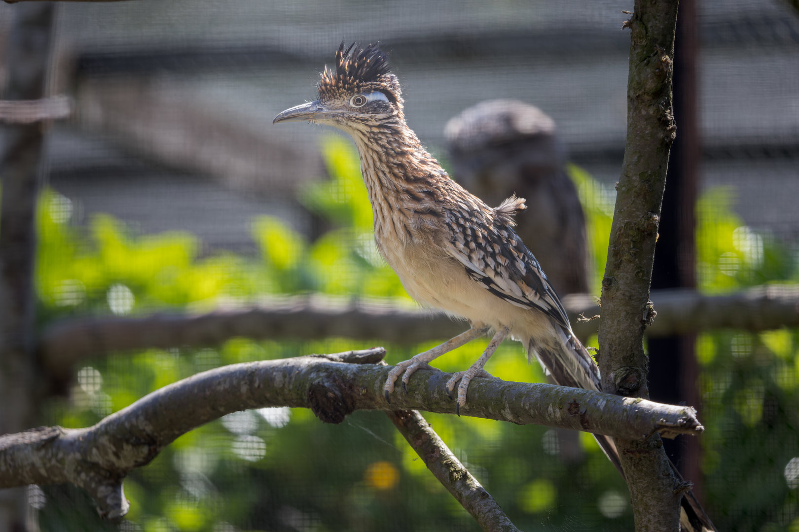 Greater Roadrunner / Hamerton / 25-7-23