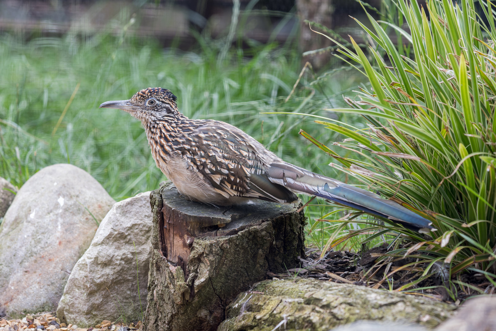 Greater Roadrunner / Hamerton / 25-7-23