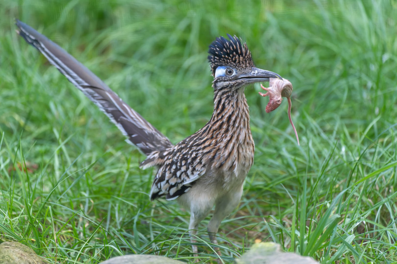 Greater Roadrunner, Hamerton, UK
